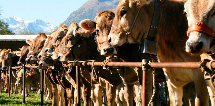 Il 12 e 13 maggio 2018, a Livigno, due importanti fiere di bestiame: la mostra zootecnica di primavera e il raduno allevamento caprini