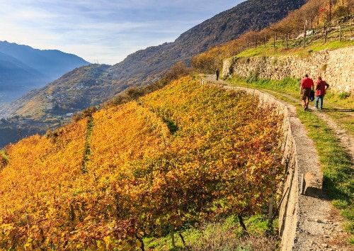 Terraced Vineyards Valtellina terraced-vineyards-valtellina