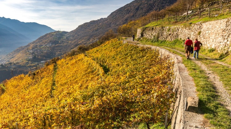 Scopri la Via dei Terrazzamenti, uno splendido itinerario ciclo-pedonale di 70 km in Valtellina che collega Tirano a Morbegno toccando paesaggi da favola