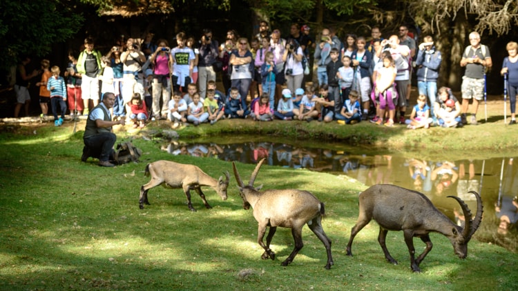   Ideale per famiglie, l'Osservatorio eco-faunistico di Aprica (SO) è un'area con un itinerario didattico che permette di osservare numerose specie animali da vicino