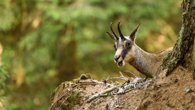  Ideale per famiglie, l'Osservatorio eco-faunistico di Aprica (SO) è un'area con un itinerario didattico che permette di osservare numerose specie animali da vicino