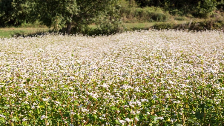 I campi di grano saraceno in fiore, a Teglio (Valtellina)